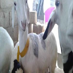 Mouton Ladoum & Chèvre Boer  - animaux vivants elevage de mouton,  chèvre et bovin au cameroun ----nous mettons en marche une promotion agro-entreprenarial et cuturelle pour promovoir agro-pastoral dans les pays sud africain et partout au monde.----alors offrons a des prix imbattable pour les debutant qui ce lance dans l'entreprenariat d'e