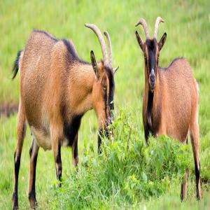 chèvre alpine - animaux vivants bonjour --je veux acheter 100 chèvre alpine .--que dois-je faire de me les fournir ici en algerie --merci de me cantacter