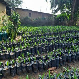 Vente de pépinières de palmiers à huile - semence graine plant assistance technique  en création de plantation,  production et vente de pépinières de palmiers à huile,  provenant des graines germées produit par les ingénieurs agronome du cnra ( centre national de recherche agronomique ).--   meilleures qualités de 