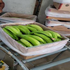 Banane cavendish - fruits et légumes notre production est toujours en cour depuis la cote d'ivoire de banane cavendish calibre p21 p20 p19 p 14. nous sommes ouvert a de nouvelle coopération et contrats annuels. nous conditionnons en cartons de 18, 5kg. nous faisons des calibre mixtes par tc veuillez prendre contact avec nous si i