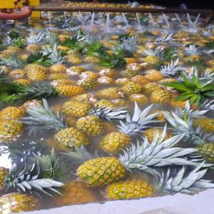 Ananas MD2 et Pain de sucre - fruits et légumes nos ananas md2 et pain de sucre sont disponibles a l'exportation depuis la cote d'ivoire a des prix abordables. conditionner dans des cartons de 12, 5kg nous pouvons vous les offrir depuis notre centre de conditionnement au port d'abidjan ou en cif. veuillez nous contacter pour cotation. cordialement