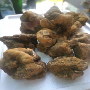 TRUFFE BLANCHE,- White truffle, Tuber magnatum,  -  yeast fungus  white truffle,  tuber magnatum,  --we are offering fresh white truffle --grade- a ,  ex-works price- 3200 eur/kg--minimum order quantity- 0, 5kg