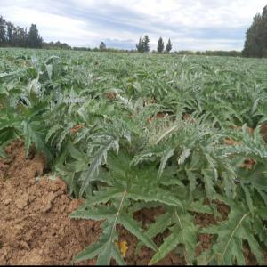 Artichauts violet  - fruits et légumes nous exportons des artichauts avec la meilleure qualité--nous nous assurons toujours que nos produits sont conformes aux spécifications européennes.--nous exportons des artichauts de nos fermes et nous veillons toujours à ce que nos produits soient de la plus haute qualit