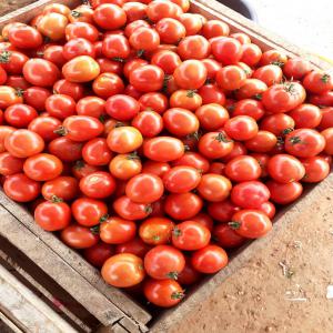 Tomates  - fruits et légumes tomates fraîches de bonne qualité conservable en stock,  5000 tonnes et plus,  produire en afrique de l'ouest. nous recherchons des acheteurs ou partenaires potentiels,  sérieux,  à fournir. 