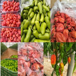 Framboise & Piment Habanero & Bullet Chilli - fruits et légumes bonjour, --je suis adham,  nous sommes une société d'import-export basée au maroc,  nous fournissons le marché marocain et le marché français et anglais des fruits et légumes--actuellement nous avons - --* framboise--* pivron (plusieurs variét&eac