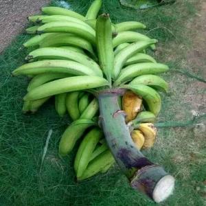 Bananes plantain et bananes  - féculents bonjour je recherche des producteurs de bananes plantain dans  dans les régions du centre,  sud,  est et littoral en gros et bon prix en moyenne 1000 régimes par semaine moyens et gros à très bon  prix. je suis au cameroun yaoundé merci