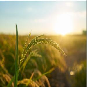 Partenaire agricole - fruits et légumes bonjour je dispose de 10 000m2 pour usage agricole,  et je recherche un partenaire pour financer l'exploitation à hauteur de 4 000 000f cfa.--partage des recettes ou paiement dividendes en produits cultivés. merci