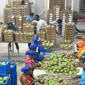 Bientôt la campagne de mangue du Sénégal - fruits et légumes nous sommes producteurs de mangue basés au sénégal et nous sommes en ce moment à la recherche de clients et partenaires pour vendre en gros notre production.--nos mangue sont certifiés et sont de très bonne qualité 