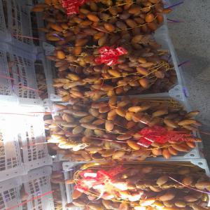 Large Quantity of Algerian Deglet Noor available  - fruits and vegetables looking for customers,  importers,  distributors of large affordable quantity of algerian deglet noor dates.