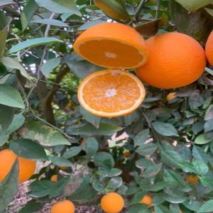 ORANGE  NAVEL  -  VALENCIA  - fruits et légumes nous disposons des agrumes de haute qualité et meilleurs condition d'exportation depuis centre sud du maroc,  venez nous découvrir et gouter la saveur et la fraicheur de jus d orange et clémentine