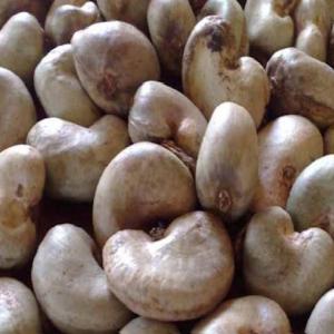 Quality cashew - vegetable matter you want quality cashew nuts from guinea bissau,  contact us--guinea bissau is africa's second largest producer.--don't hesitate to contact us