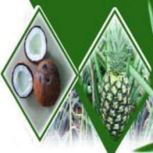 Export de produits tropicaux - fruits et légumes nous sommes une entreprise spécialisée dans l'exportation de produits tropicaux. notre objectif principal est de répondre aux besoins des entreprises importatrices en fruits exotiques et produits (ananas, hévéa, noix de coco...),  tout en réalisant des prestati