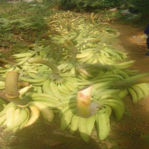 Besoin des partenaires agricol - autres je suis technicienne et je fais dans le bananier plantain.je possede plusieurs hectares de terre (30).en ce moment jai pas assez de moyens financiers pour pouvoir investir sur toute la superficie.je cherche des partenaires pres à investir que ce soit dans la meme culture ou autres cultures..l