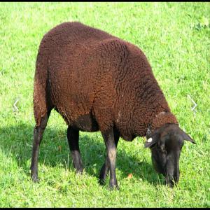 Élève bélier de race brun noir suisse - animaux vivants je cherche une bétaillère (250/300 tetes) d'élèves bélier de race brun noir suisse âgé d'un an pour la tunisie,  transport par bétaillère jusqu'à la ferme.