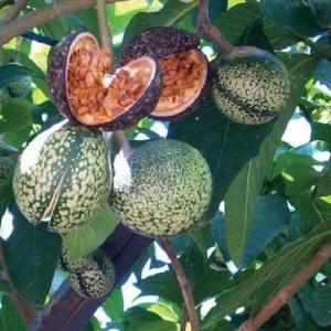 Graines de voacanga africana  - semence graine plant bonjour je suis élève stagiaire en 3eme année à l'école des techniciens des eaux et forets au sénégal.je dispose des graines de voacanga africana je suis à la recherche d'un client pour écouler les graines 