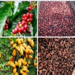 Destoking of agriculture  products  - coffee cocoa tea hi,  i am an ivorian producer of south african origin. i have more than 10, 000 tonnes of cocoa and 8, 000 tonnes of coffee at my disposal,  more precisely in the divo region,  where the price of cocoa is set at 900 fcfa per kilo and that of coffee is set at 750 per kilo.