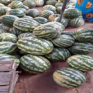 Ventes de pasteques DELTA du senegal - fruits et légumes bonjour je vous présente la meilleur qualité de pastèque delta du sénégal,  en ce moment nous disposons de plus de 500 tonnes ,  merci de proposer vos meilleurs offres subordonnés de votre procédure d’achat habituel.