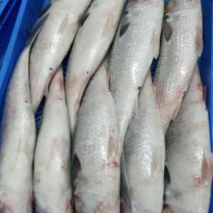 Recherche client Mulet mauritanien -  - poissons découvrez notre mulet mauritanien,  peché dans l'océan atlantique pour une expérience gustative unique. alliant fraîcheur et qualité,  il est traité selon les normes d'hygiène,  contribuant à une peche durable et responsable.----riche en pro