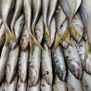 Chinchard- Trachurus- Mackerel Horse - poissons nous avons le plaisir de vous proposer notre chinchard de qualité supérieure (aussi connu sous le nom de  horse mackerel  - trachurus trachurus),  peché dans les eaux côtières de la mauritanie et disponible à l'exportation vers les pays d'afrique. nous accordo