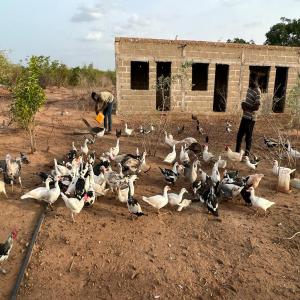 pintades dindons pigeons,autruches - animaux vivants bonjour,  --nous sommes une entreprise qui fait dans l'élevage et l'agriculture--nous revendons pintades dindons pigeons, autruches nous sommes basés en guinée et au mali