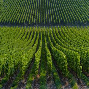 ferme 96 hct  agrumes divers - autres  je met en vent  une ferme 96 hectare  située au région de rabat maroc  qui se compose de vignoble agrumes palmier et caroube des écuries .bassin d irrigation ,  gouttes a gouttes ,  des puits e-mail