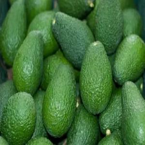 Avocado fraîche en stock  - fruits et légumes ovocado frais,  c est un fruit exotique,  riche en vitamines et minéraux. il est parmis les fruits les plus demandés à cette période de l'année. --riche en fibres et en vitamines. ----nos produits sont biologiques et bien cueillis. --nous mettons à votre dispo