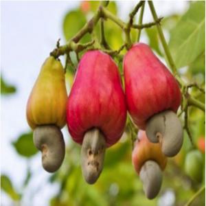 Anacarde Bio du Togo  - fruits secs et graines grillées le fruit de l'anacardier est particulièrement riche en vitamine e et en cuivre,  des antioxydants ultra efficaces pour lutter contre les dégâts des radicaux libres. ces derniers sont effectivement responsables de ce que l'on appelle la dégénérescence cellulair