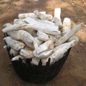 Manioc Bio Africain  - fruits secs et graines grillées sa forte teneur en amidon et en fibres le rend facile à digérer. en outre,  il favorise le transit intestinal et permet de soulager les problèmes d'estomac et les irritations du côlon mais également de lutter contre la constipation et la diarrhée. autre vertu 