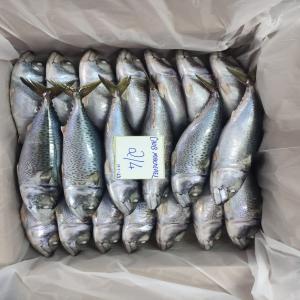 Chinchard, maquereaux, sardines, capitaine. - poissons nous pouvons fournir en grande quantité des poissons surgelés a partir de notre usine en mauritanie ou de notre partenaire a oman.--prix très compétitif pour le marché africain.--stock disponible et maîtrise parfaite de la logistique reefer.