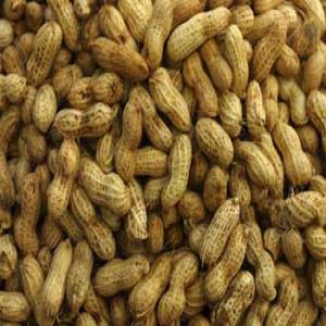 Arachides frais  - semence graine plant je suis fournisseur des arachides au bénin en grande quantité avec d autre produit agro alimentaire contacter moi par mail ou téléphone .--