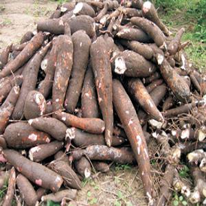 Manioc  - fruits secs et graines grillées je suis fournisseur des manioc ,  farine de manioc aussi -- patates douces ,  --haricots -- soja -- sésame -- contactez moi directement par mail ou téléphone 