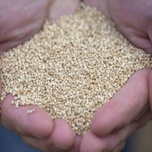 QUINOA HVE3 ORIGINE FRANCE - céréales disposons d'une quantité de quinoa blanc hve3 origine france certifiée,  pré-trié et ensaché en big-bags de + ou - 1000kg, --possibilité de le trier et rendre disponible en alimentaire (avec délai). prix départ suivant conditions.--- vente en fra