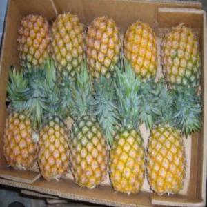 Ananas MD2 Disponible 4000 TONNES  - fruits et légumes c'est avait un réel plaisir que nous mettons à votre disposition des ananas md2 de bonne qualité partout dans le monde. --pour des clients intéressés,  veuillez nous contacter par mail,  appel direct ou whatsapp ( en supprimant le 07 du début).--