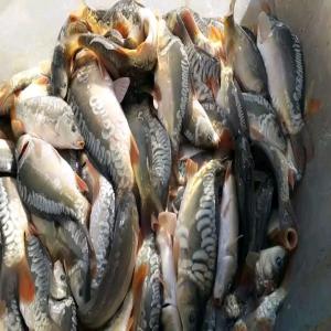 Poisson d'eau douce frais en vente - poissons je cherche des clients pour acheter nos poissons d'eau douce frais(tilapia et carpes royales) en gros ou en détail. nous sommes aussi en quete d'une collaboration à long terme avec des entreprises pour fournir régulièrement nos produits.--250g à 400g par poisson so