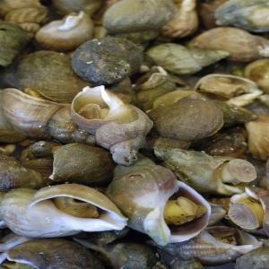 Escargots séché en déstockage  - coquillage crustacé vous un amoureux des plats africain ? vous aimez mangé bio ? nous mettons en vente selon  votre disposition des escargots vivant et déjà séché selon votre convenance .