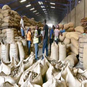 Destockage de noix d'acajou et de maïs  - céréales salut j'ai à ma disposition plus de 10000 tonnes de noix d'acajou et 20 tonnes de maïs jaune respectivement dans les régions de kounfao et de divo dont le prix borchamp de la noix d'acajou est de 315 f cfa le kilo et pour le maïs 175 f cfa le prix borchamp.