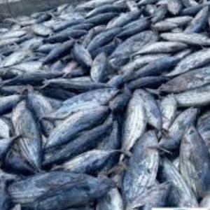 BULK SALTED TUNA FISH SUPPLIER - fish we are looking for a supplier of salted tuna fish in bulk. a supplier capable of supplying us with at least 40 20ft containers per month at the abidjan port in ivory coast. our payment method will be by sblc or lc. all arrangements are made to start the purchase.