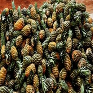  Ananas pin de sucre  - fruits et légumes je suis fournisseur des ananas pain de sucre au bénin contacter moi par mail ou téléphone pour plus d'informations . toutes quantité disponible 