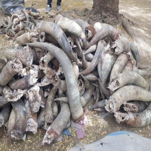 Cornes des bœufs et béliers  - coquillage crustacé je suis un vendeur grossiste des cornes des bœufs et béliers avec un stock de 10.000 a 20.000. la taille des cornes varie entre 35 cm 1 m pour les boeufs et de 18 cm a 30 cm pour les bélier 