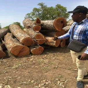 Hardwood timber ( round and square logs) - wood charcoal fiber round and square logs available,  origin cameroon ----also available iroko,  bubinga,  zingana,  wenge,  padouk,  doussie,  teak,  sapelli, ipe,  eucalyptus,  okoumé, etc ----contact us for african hard woods and consider our services within 2 weeks for your supply.