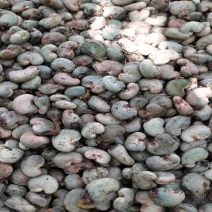 Fournisseur du noix de Cajou - fruits secs et graines grillées je cherche des fournisseurs du noix de cashew pouvant expédier en inde pour une quantité importante. 