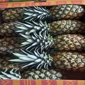 Vente d'ananas  - fruits et légumes ananas md2 disponibles à des tarifs très abordables,  pour exportation dans les meilleures conditions.--ananas de côte d'ivoire