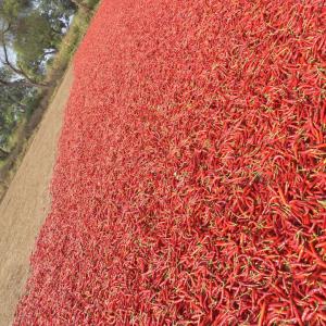 PIMENT TEJA  PIQUANT  - semence graine plant nous disposons d'une grande quantité de piment teja très  piquant,  nous voulons des acheteurs serieux 