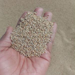 Clean millet - cereals clean millet in large quantity from kano state of nigeria. minimum order quantity is 10 tonnes. our millet has high fibre 