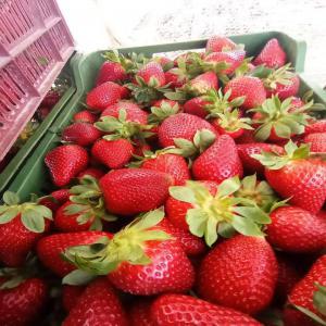 Fraise Tunisien : Recherche partenaires  - fruits et légumes nous sommes basés en tunisie spécialisée dans le negoce et d’exportatation du fraise . nous recherchons des importateurs,  distributeurs,  grossistes en europe - prix très compétitif - nous livrons dans les meilleurs délais (...) 