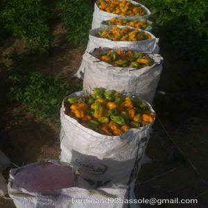 Piment San bon du burkina  - épices aromates nous sommes une entreprise de negoce basée au burkina nous recherchons des clients pour une quantité importante de piment san bon 