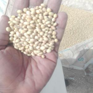 Soya beans - cereals clean soy beans in large quantity. our  price is very competitive and we are ready tfo supply to every where in the world