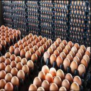 EGGS AND CHEKENS - meat and eggs need brown fresh egg suppliers, --chickens,  beef,  pork and fish.--in 20ft or 40ft container--to be delivered in the democratic republic of congo  --urgent need