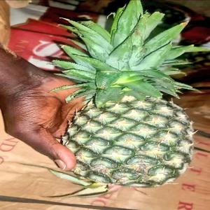 14 tonnes d'ananas  disponible à Dakar