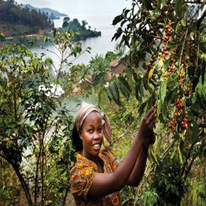 Café robusta et arabica qualité supérieure et fai - café cacao thé café en provenace de l'est (kivu) et de l'ouest (grand équateur/ubangi) de la rd congo. les paysans et paysanbes sont accompagnés dans la production et la transformation jusqu'au café vert par des ong nationales et internationales. possibilité de remplir des conten